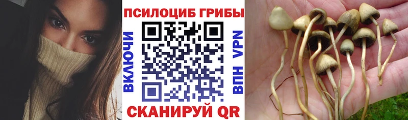 Купить закладки  Пустошка  Псилоцибиновые грибы мухоморы 
